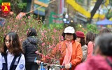 Rực rỡ sắc xuân ở chợ hoa Hàng Lược